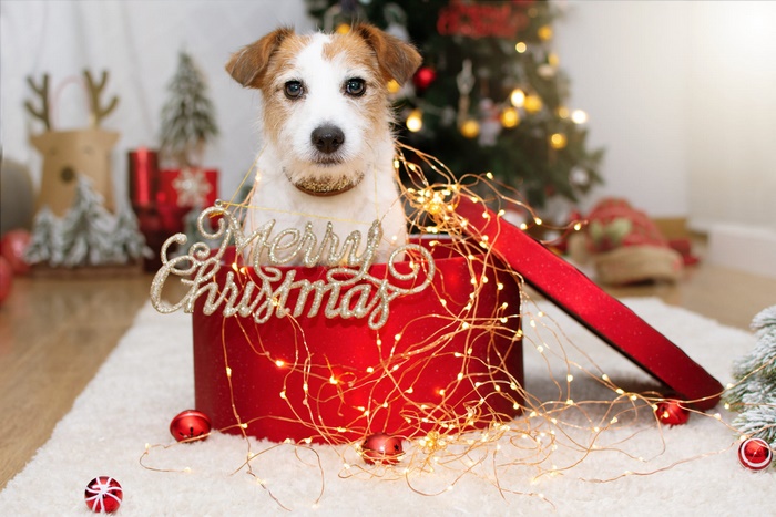 Jack Russell Terrier in a Christmas gift box