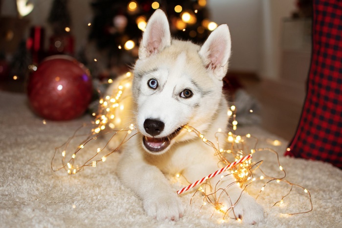 Husky puppy with Christmas lights and candy cane