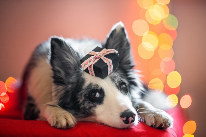 Border Collie with a gift on its head