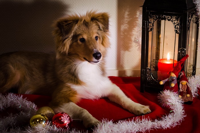 Shetland Sheepdog with Christmas Decorations