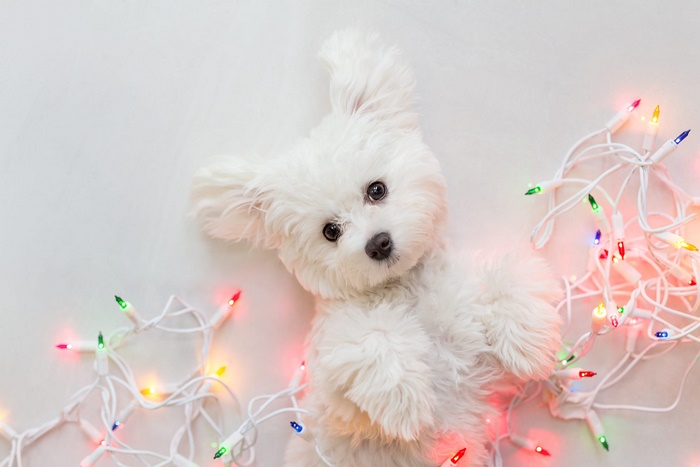 Fluffy white puppy with Christmas lights