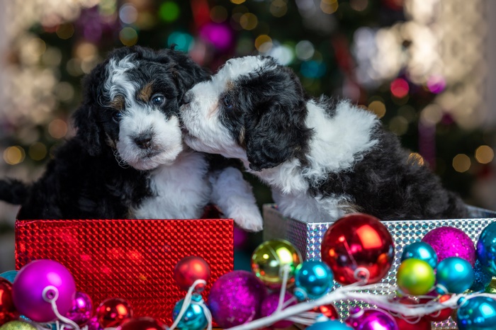 Two Bernese Mountain Dog Puppies in Christmas Gift Boxes