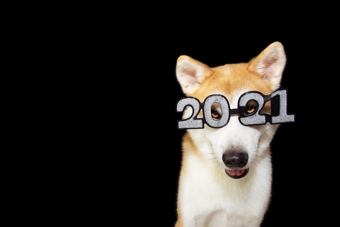 Shiba Inu Dog Wearing 2021 Glasses