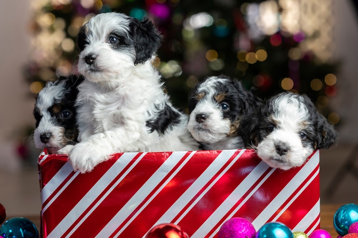 Four puppies in a Christmas gift box