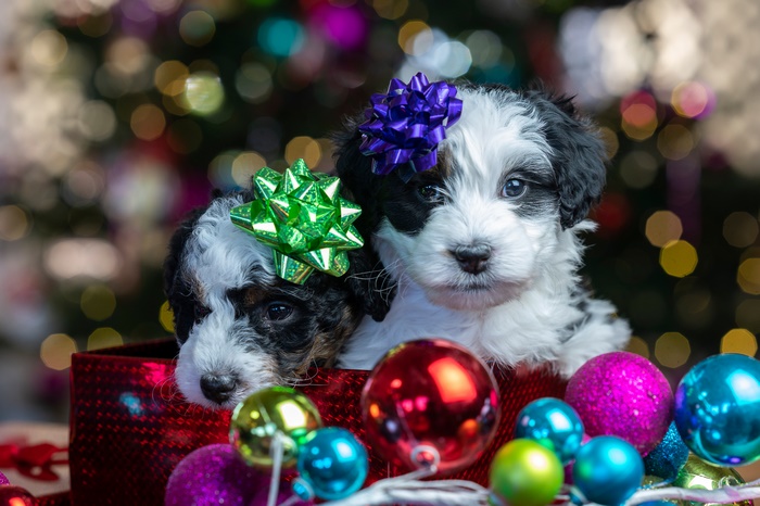 Two puppies in a Christmas gift box with bows