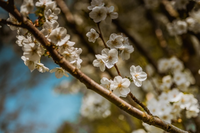 White Cherry Blossoms on a Branch in Spring