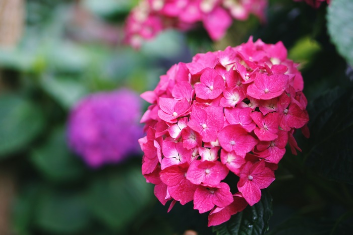 Pink and purple hydrangeas in bloom