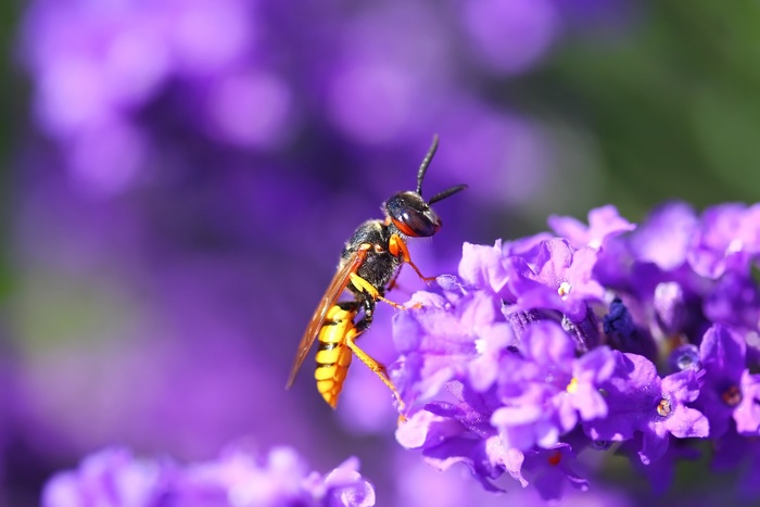 Wasp on a purple flower