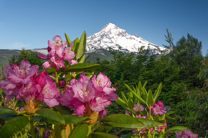 Pink Rhododendrons with Snow-Capped Mountain