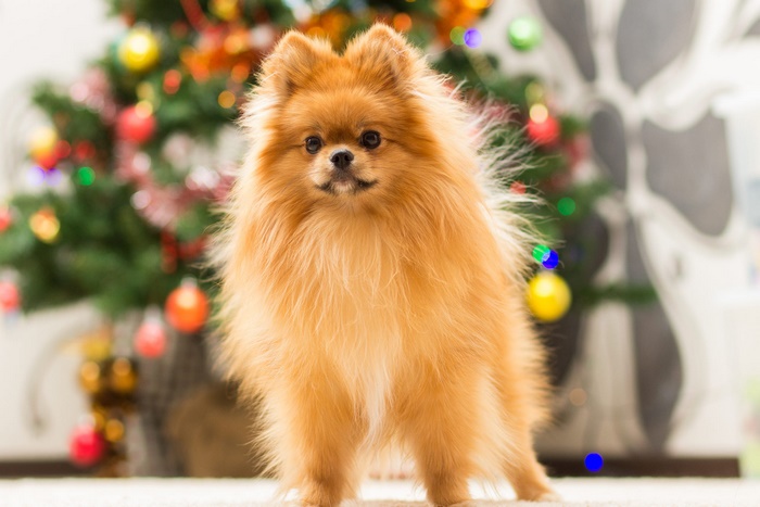 Pomeranian dog in front of a Christmas tree