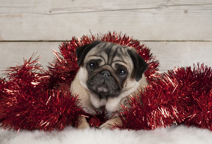 Pug puppy surrounded by red tinsel