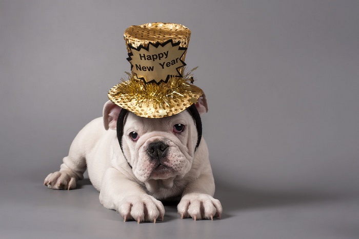 English Bulldog puppy wearing a Happy New Year hat
