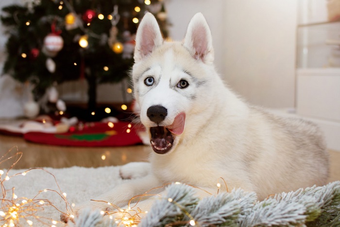 Husky puppy with Christmas tree and lights