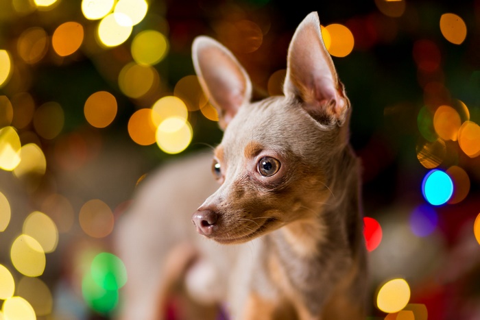Small dog with bokeh lights