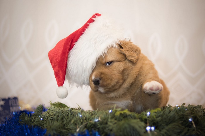 Puppy wearing a Santa hat with Christmas decorations