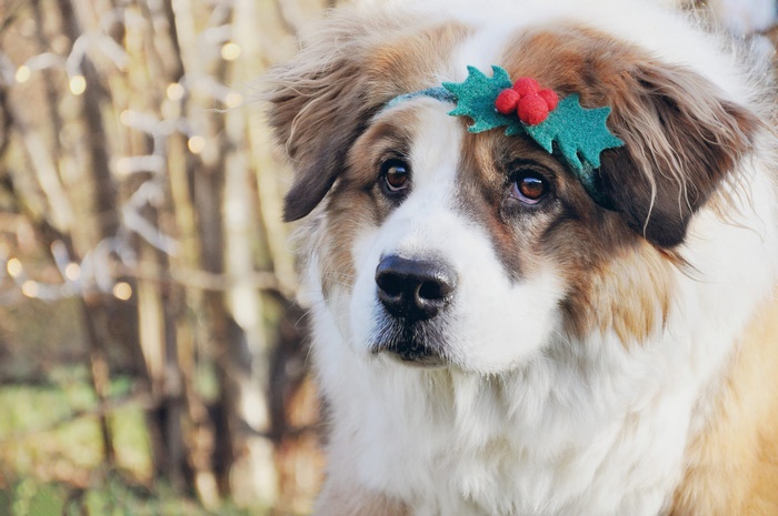 Saint Bernard dog wearing a holly headband