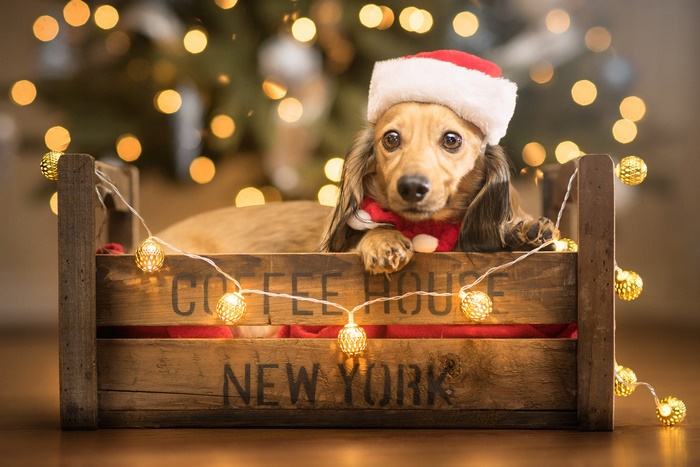 Dachshund puppy in a wooden box with Santa hat and Christmas lights
