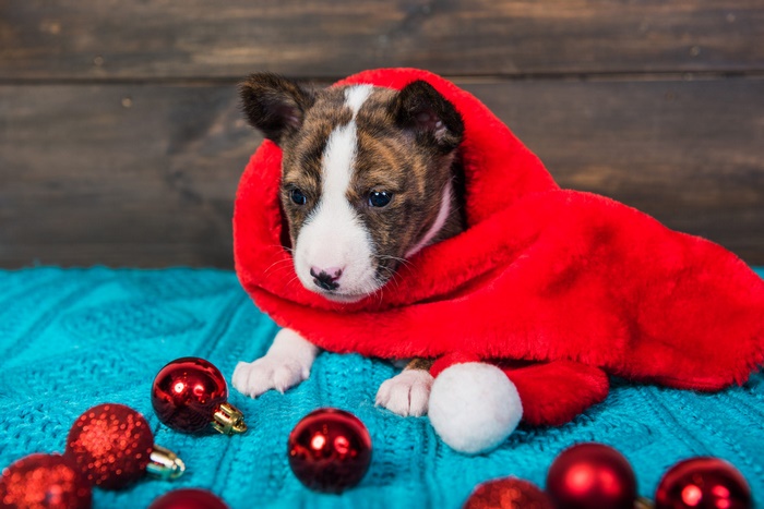 Puppy in a red scarf with Christmas ornaments
