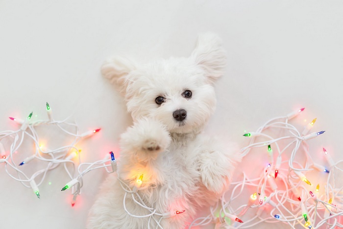 White puppy tangled in Christmas lights