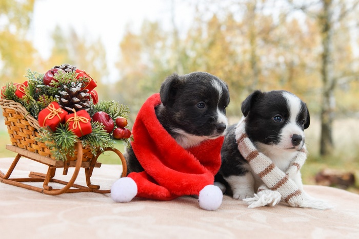 Two corgi puppies in Christmas attire with a sled