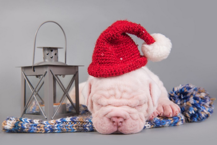 Puppy wearing a Santa hat next to a lantern