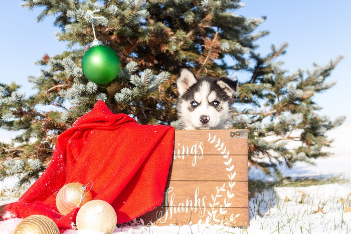 Husky puppy in a wooden box with Christmas decorations
