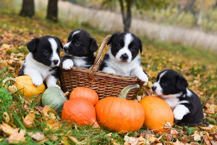 Four puppies in a basket with pumpkins