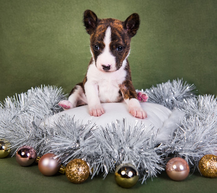 Brindle Basenji Puppy with Christmas Ornaments