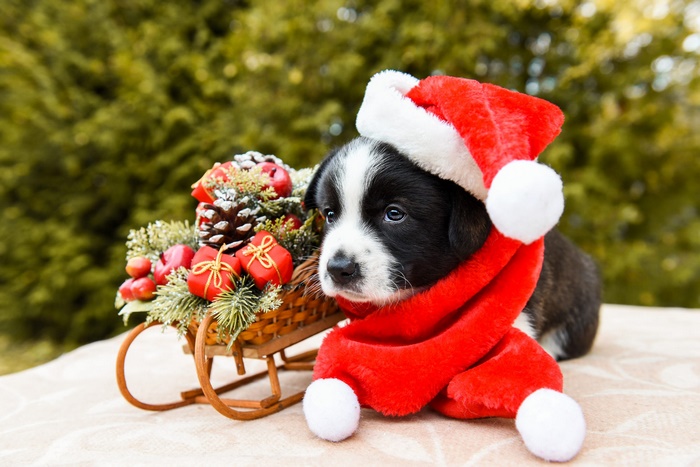 Puppy in Santa Hat with Christmas Sled