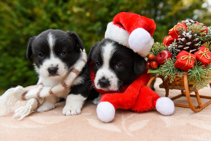 Two puppies in Christmas attire with a sled