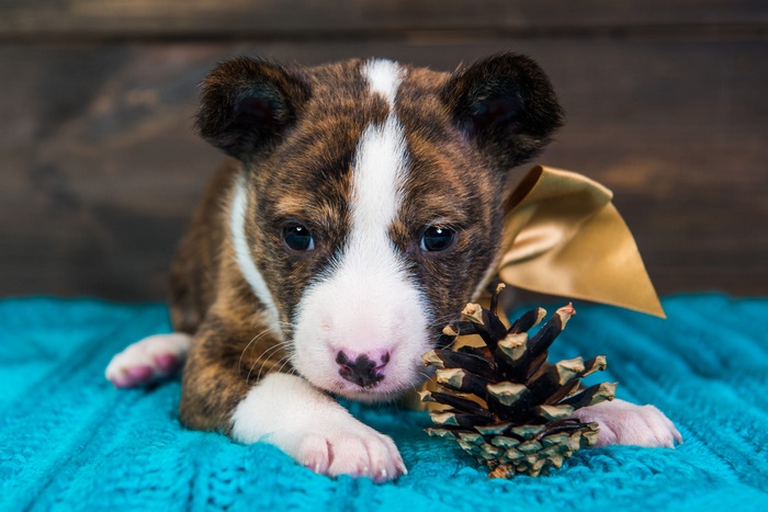 Brindle Pit Bull Puppy with Pinecone and Bow