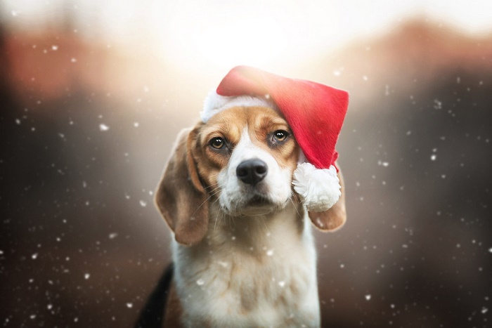 Beagle wearing a Santa hat with snow