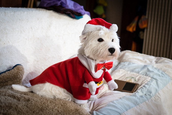 West Highland White Terrier in Santa costume