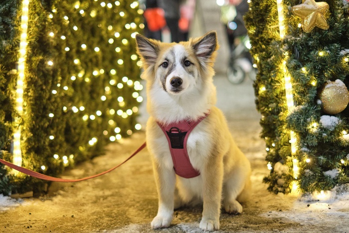 Dog wearing a harness near Christmas trees with lights