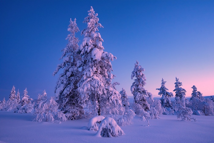 Snow-covered fir trees in a winter landscape at dusk