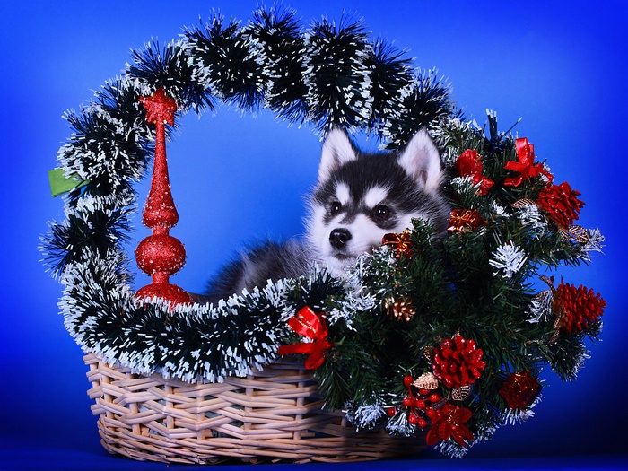Husky puppy in a Christmas basket