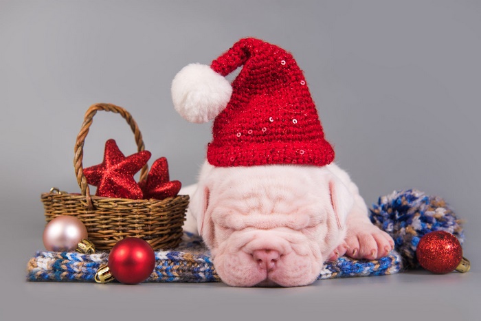 Puppy wearing Santa hat with Christmas decorations
