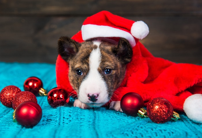 Puppy in Santa Hat with Christmas Ornaments