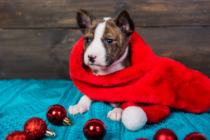 Puppy wearing a red Santa hat with Christmas ornaments