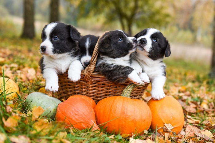 Four adorable puppies in a basket with pumpkins