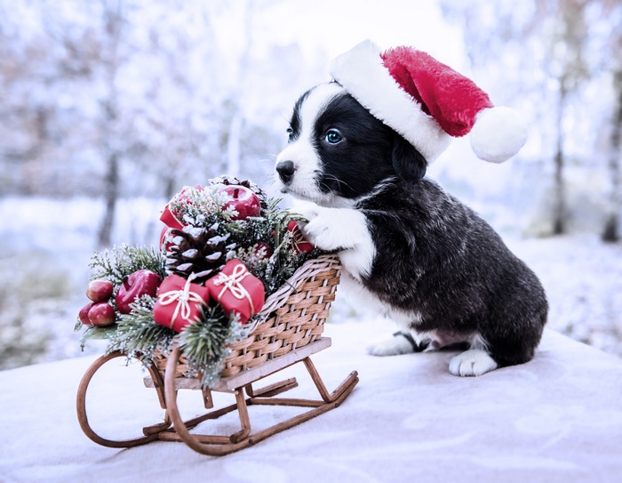 Puppy in Santa Hat with Sleigh