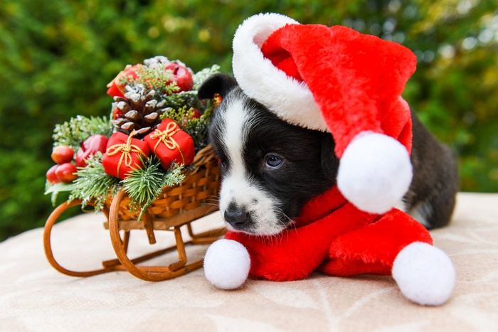 Puppy wearing Santa hat with Christmas sleigh