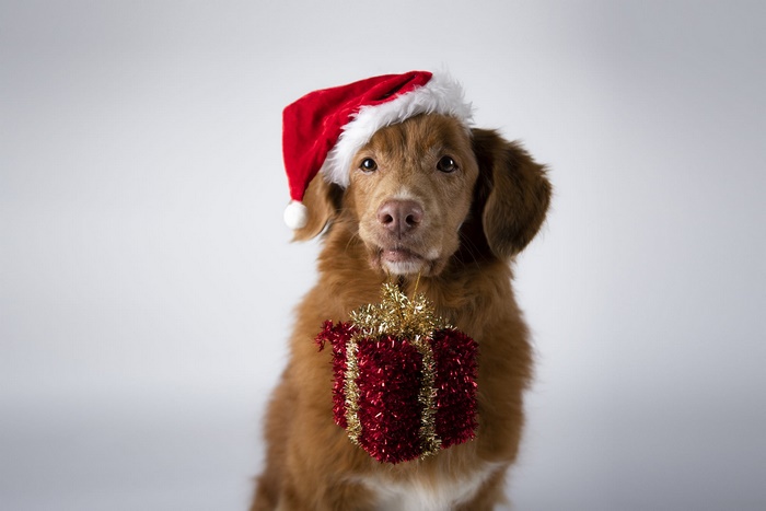 Dog wearing Santa hat holding a Christmas gift