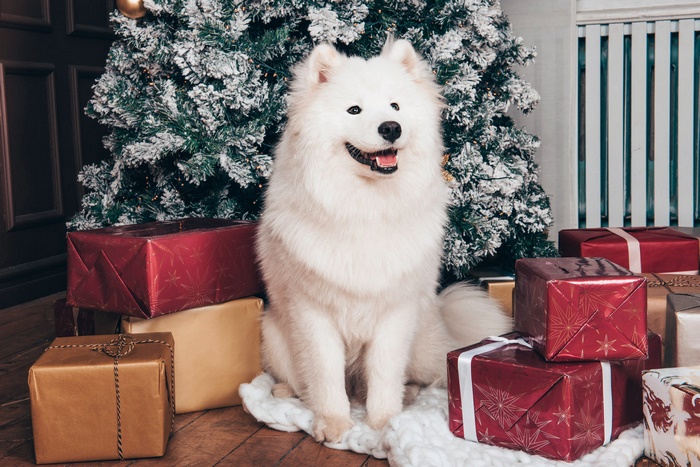 Samoyed dog sitting by a Christmas tree with gifts
