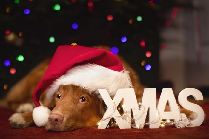 Dog wearing Santa hat with XMAS letters