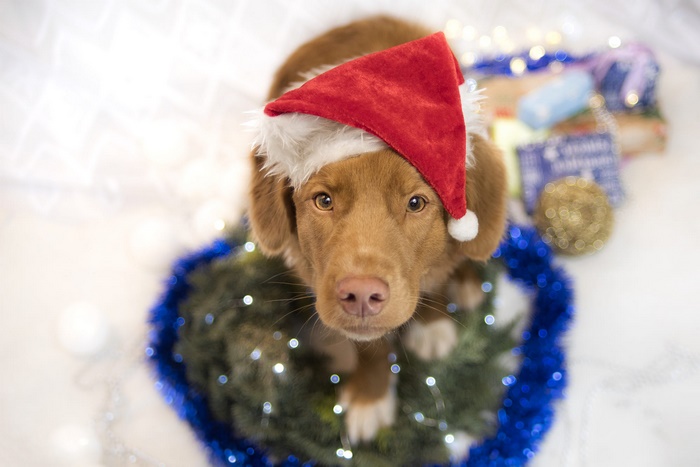 Brown puppy wearing a Santa hat
