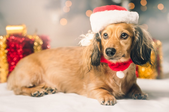 Dachshund wearing a Santa hat and scarf