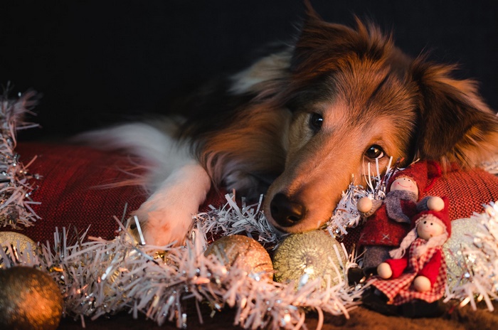 Shetland Sheepdog with Christmas Ornaments