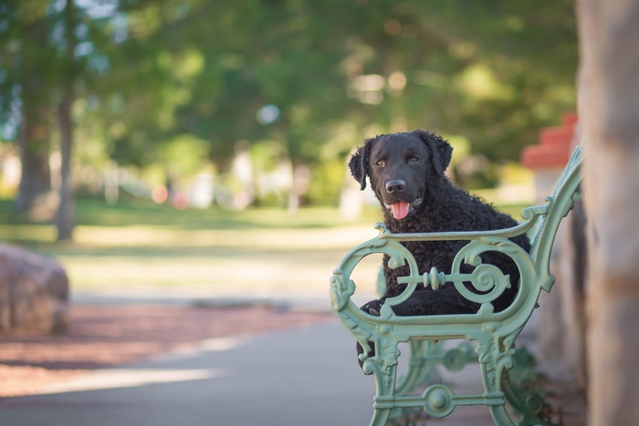 Black curly-haired dog sitting on a park bench