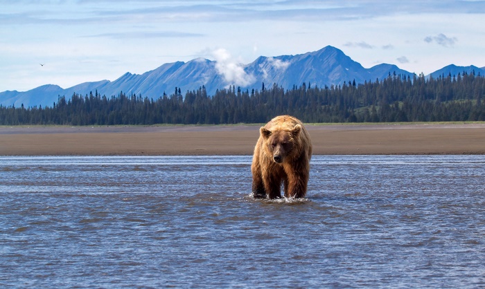 Brown bear wading in a river with mountains in the background